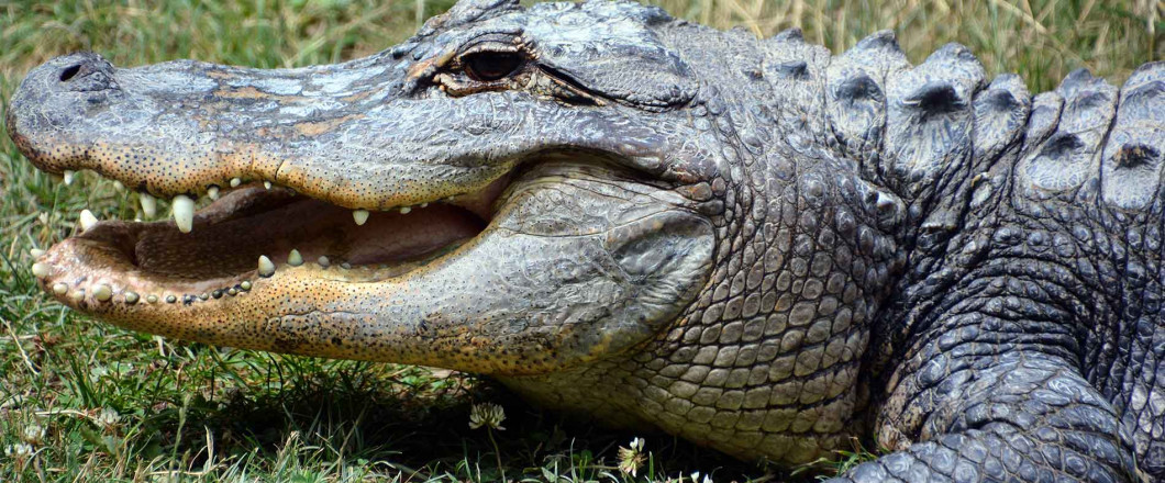 Fresh Alligator Meat Distributor Shreveport, LA