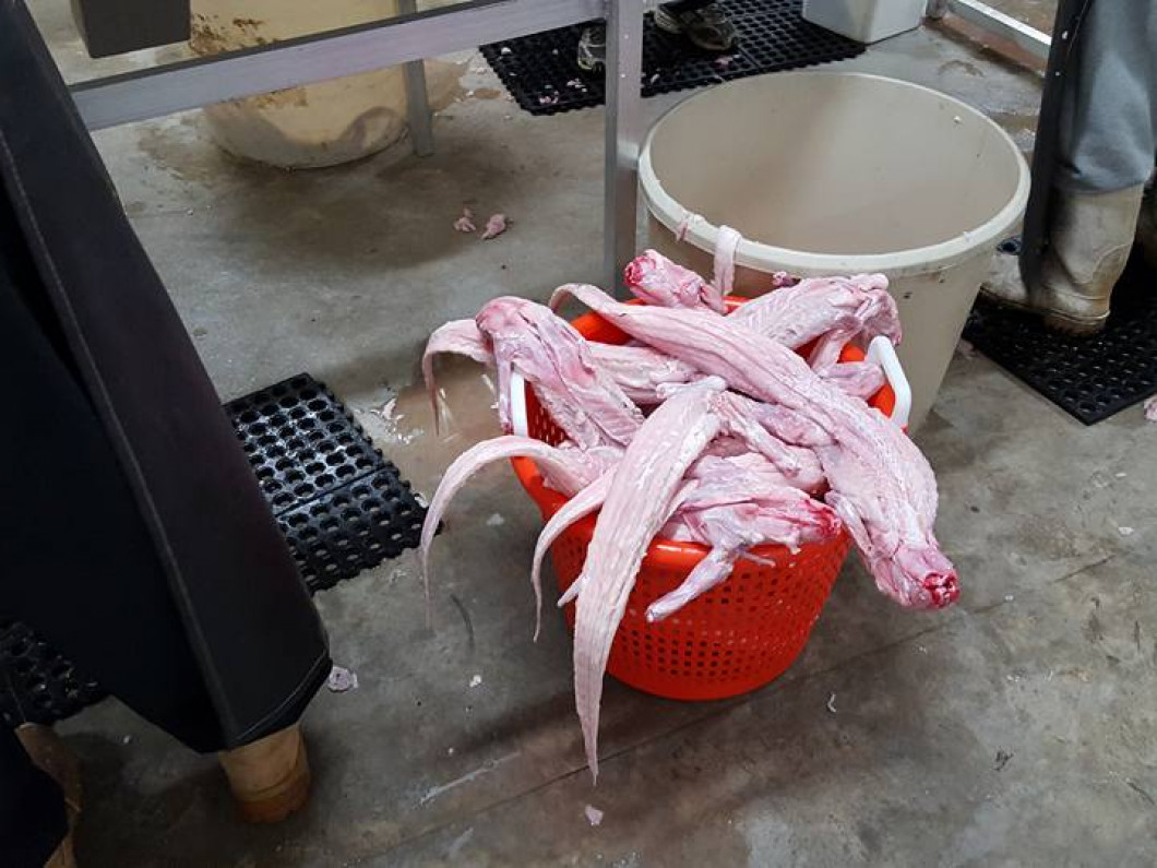 Fresh Alligator Meat Shreveport, LA Big Pops Fresh La Seafood